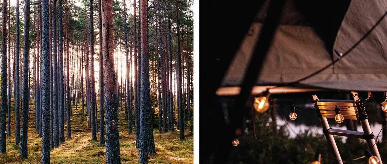 Taktält och skog